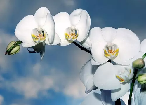 Orchidee-Cymbidium-exterieur