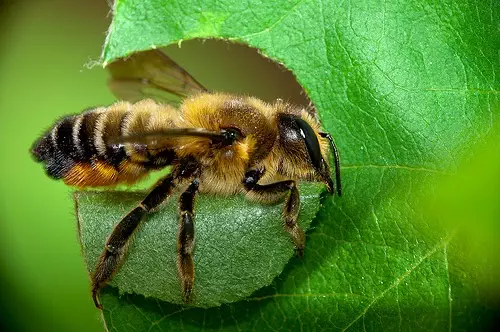 abeille-coupeuse-feuilles-Megachile