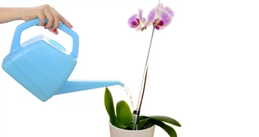 arrosage-Orchidee