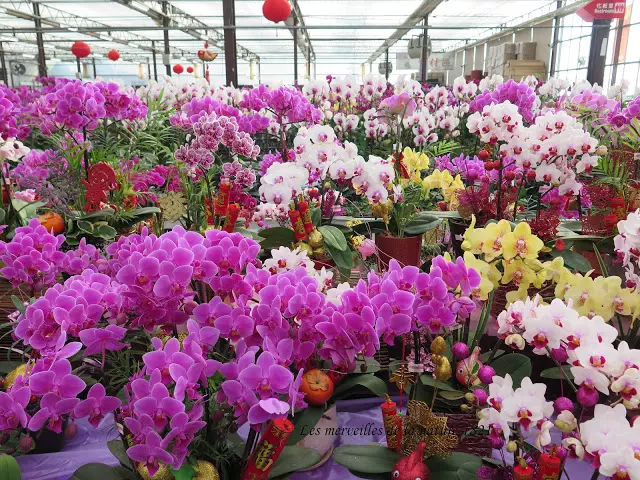 especes-orchidees-pepiniere
