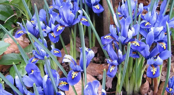 plante-bulbe-iris-reticulata