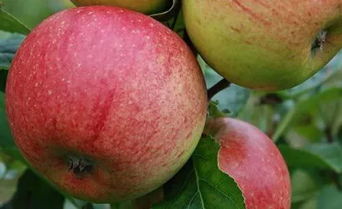 pommes-charles-Ross-murs