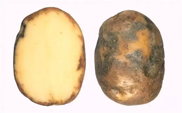 pourriture-pomme-terre