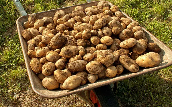 recolte-pomme-terres