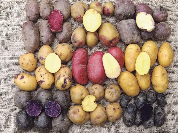 varietes-pommes-terre