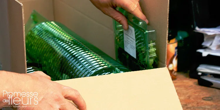 emballage-vegetaux-promesse-de-fleurs
