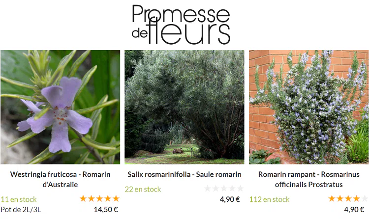 plante-romarin-Promesse-de-Fleurs