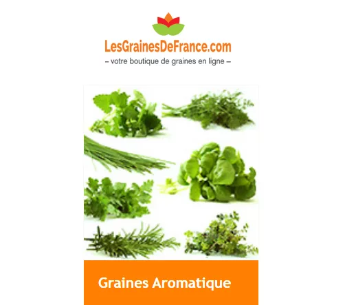 graines-aromatique-Graines-France-com