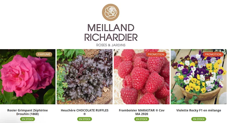 rosiers-fruitiers-site-Meilland-Richardier